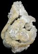 Fossil Whelk with Golden Calcite Crystals - #44602-2